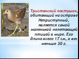 Тристанский пастушок, обитающий на острове Неприступный, является самой маленькой нелетающей птицей в мире. Его длина всего 17 см, а вес меньше 30 г.