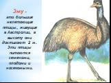 Эму – это большие нелетающие птицы, живущие в Австралии, в высоту они достигают 2 м. Эти птицы питаются семенами, плодами и насекомыми.