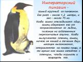 Императорский пингвин - самый крупный из пингвинов. Его рост – около 1,2 метра, а вес – около 75 кг. Когда самка откладывает яйцо, самец оберегает его от соприкосновения со льдом, положив на собственные перепончатые ступни. Когда вылупляется птенец, самец, ничего не евший в течение двух месяцев выси