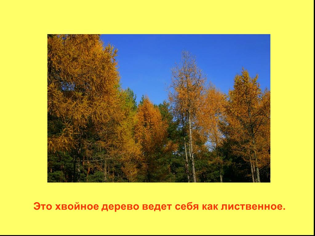 Изменения в природе осенью 1 класс. Осенние изменения в природе 1 класс. Осенние деревьями изменения в природе. Презентация изменения деревьев осенью.