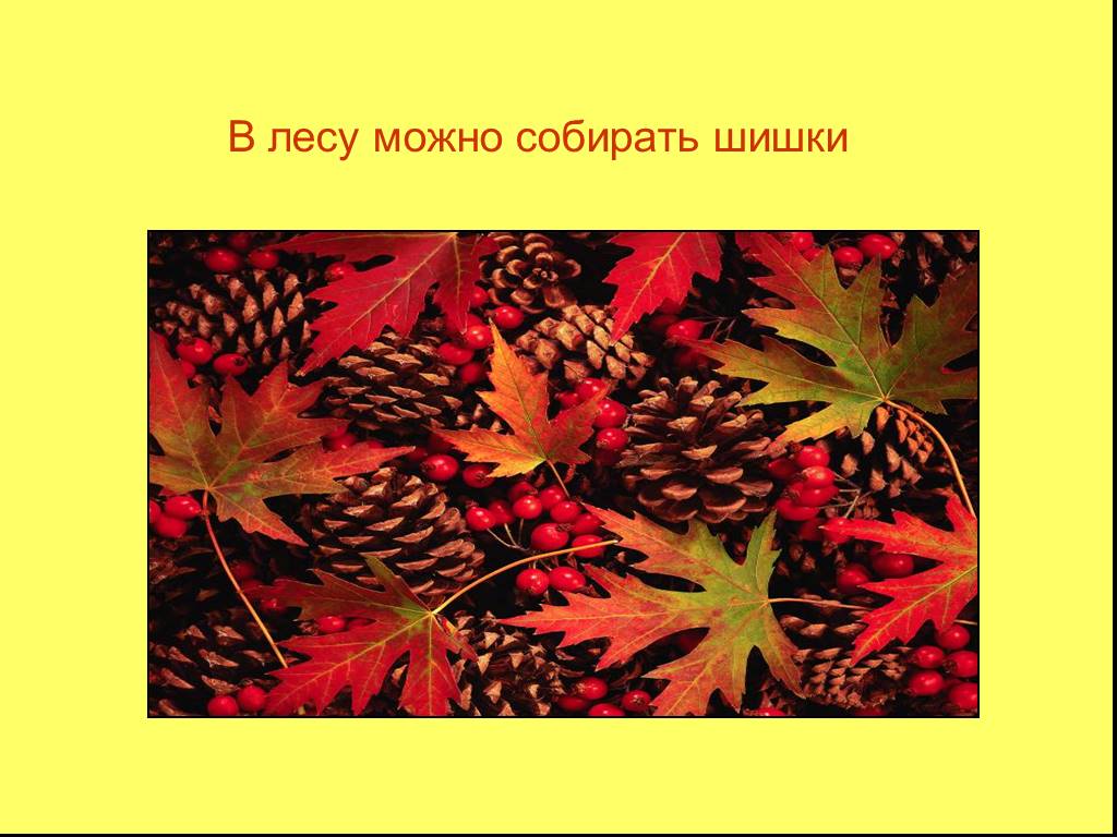 Изменения в природе осенью 1 класс. Осенние изменения в природе 1 класс. Осенние изменения 1 класс. Живая природа осенью листья меняют окрас.