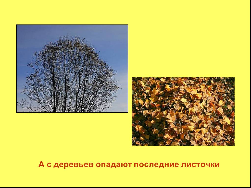 Когда опадают листья с деревьев. Изменения в природе осенью. Деревья осенние изменения. Осень сезонные изменения. Осенние деревьями изменения в природе.