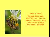 Пчелы в ульях , питаясь всю зиму накопленным за лето медом, согревают друг друга своим теплом, постоянно двигаясь.