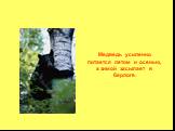 Медведь усиленно питается летом и осенью, а зимой засыпает в берлоге.