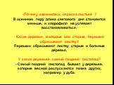 Почему изменилась окраска листьев ? В осеннюю пору длина светового дня становится меньше, и хлорофилл не успевает восстанавливаться. - Какие деревья, молодые или старые, первыми сбрасывают листву? Первыми сбрасывают листву старые и больные деревья. У каких деревьев самый поздний листопад? - Самый по