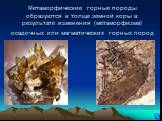 Метаморфические горные породы образуются в толще земной коры в результате изменения (метаморфизма) осадочных или магматических горных пород