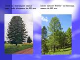 Самое высокое дерево нашего края – кедр. Он живет до 856 лет. Самое прочное дерево – лиственница, живет до 900 лет