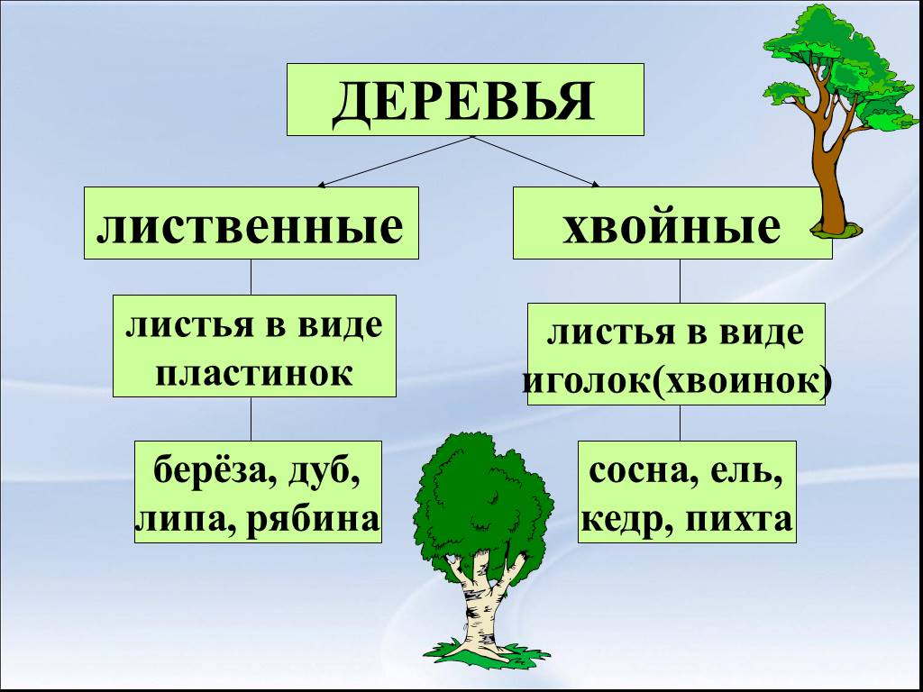 Текст лиственные растения. Лиственные и хвойные деревья. Хвойные и лиственные породы деревьев. Лиственные и хвойные деревья для дошкольников. Хвойно-лиственные группы растений.