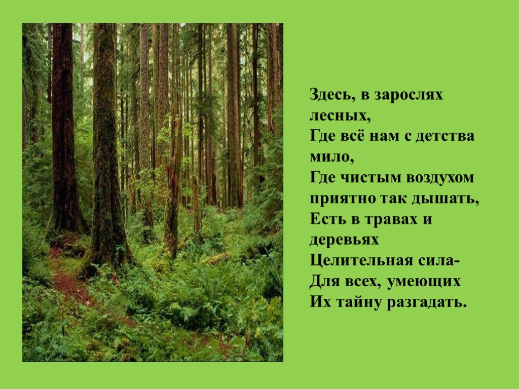 Край лесной текст