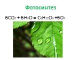 Фотосинтез 6CO2 + 6H2O = C6H12O6 +6O2