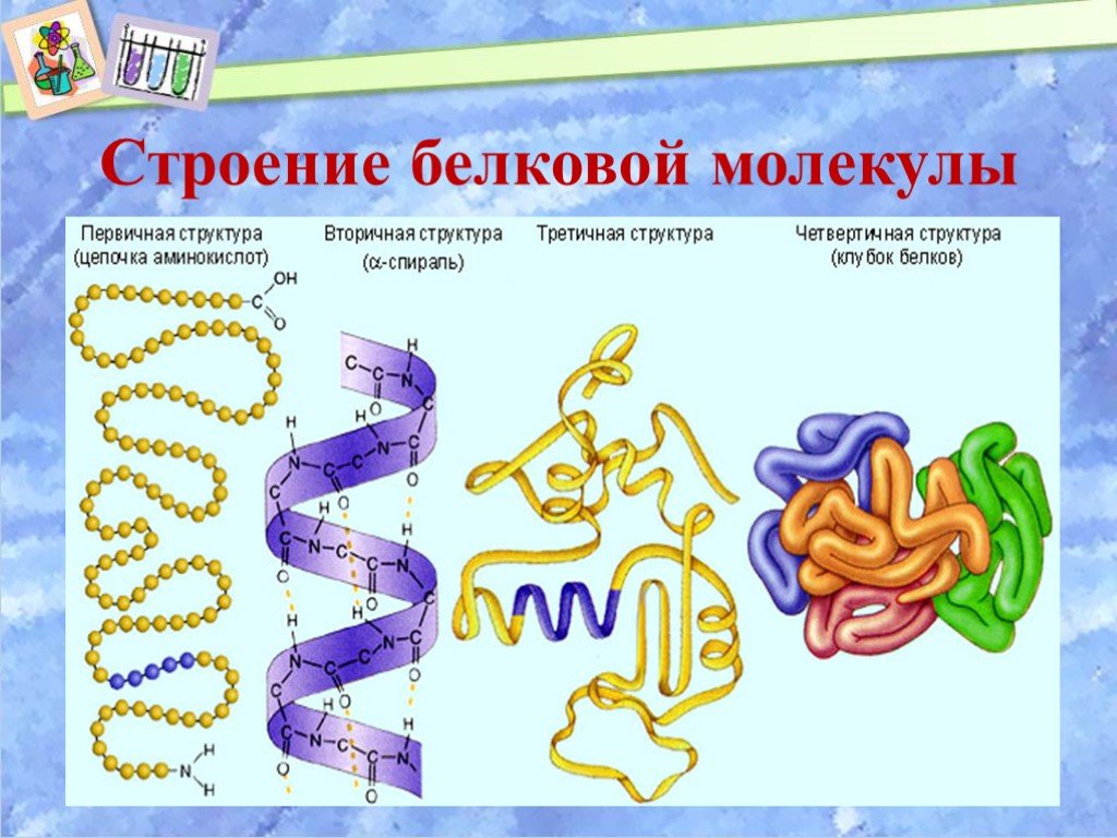 Молекула белка уровни организации белковой молекулы. Белки первичная вторичная третичная четвертичная структуры. Третичная структура белка биополимер. Вторичная третичная и четвертичная структура белка. Первичная структура белков рисунок.