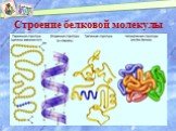 Строение белковой молекулы