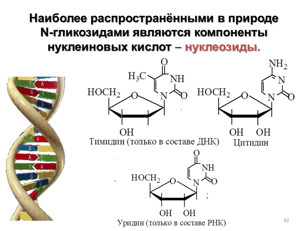 Нуклеотид биополимер. Нуклеозид тимидин. Тимидин и урацил. ДНК тимидин 3 монофосфат. Нуклеотид тимидин.