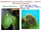 14.02.2019 Elysia chlorotica. Sea slug species Elysia chlorotica feeding on Vaucheria litorea, a yellow-green algae. Вид небольших морских слизней, относящийся к морским брюхоногим моллюскам.