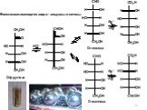 Биополимеры и их структурные компоненты Слайд: 70