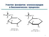 Участие фосфатов моносахаридов в биохимических процессах