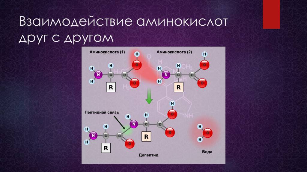 Пептидная группа атомов. Взаимодействие аминокислот друг с другом. Пептидная связь между аминокислотами. Соединение аминокислот друг с другом. Взаимодействие аминокислот с аминами.