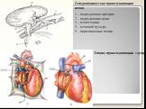 1 – подвздошная артерия 2 – подвздошная вена 3 – мочеточник 4 – мочевой пузырь 5 – пересаженная почка. Гетеротопическая трансплантация почки. Этапы трансплантации сердца