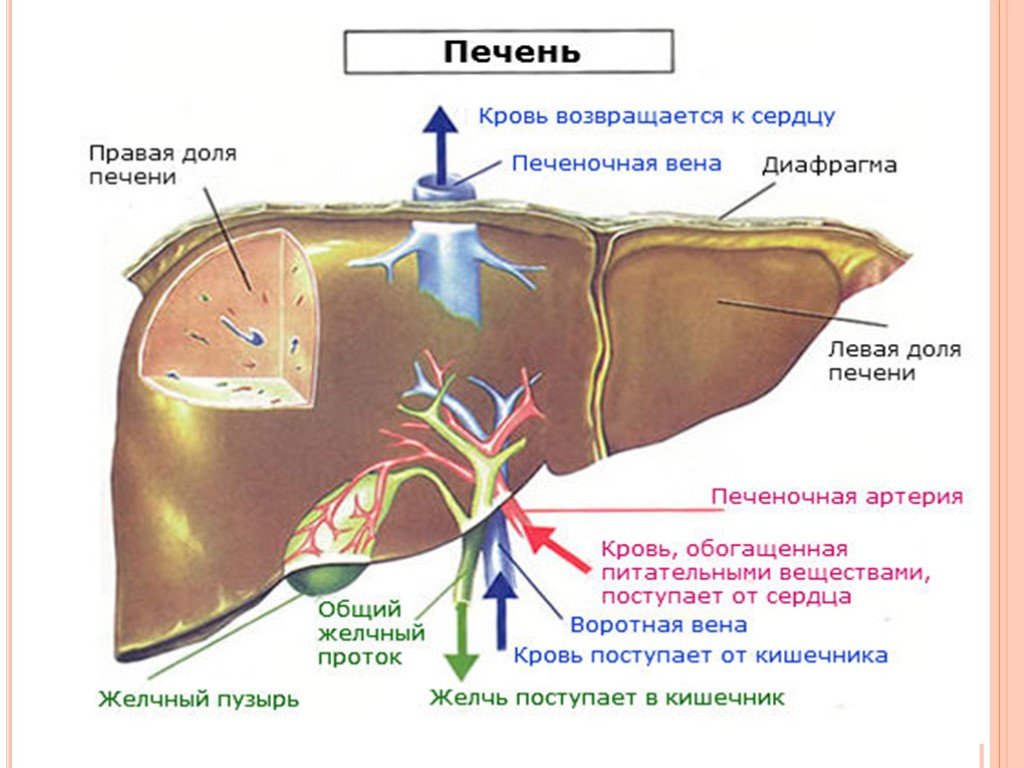 Анатомия и физиология печени презентация