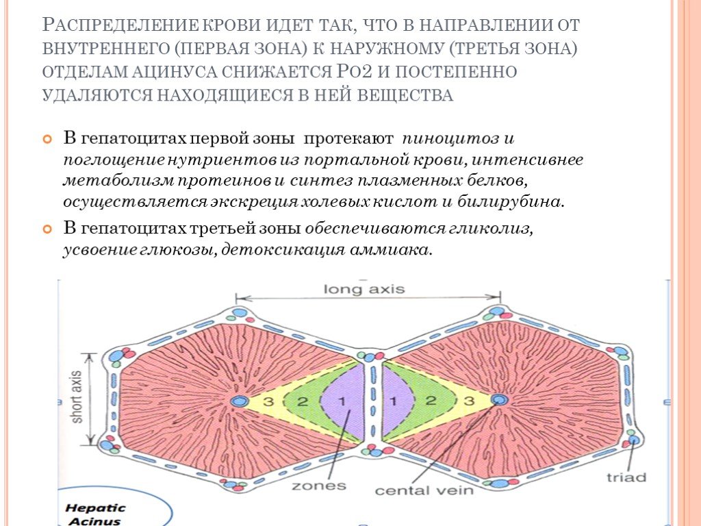 С х 3 зоны. Портальная долька и ацинус печени. Печеночный ацинус гистология. Ацинус печени гистология. Портальная долька и ацинус печени гистология.