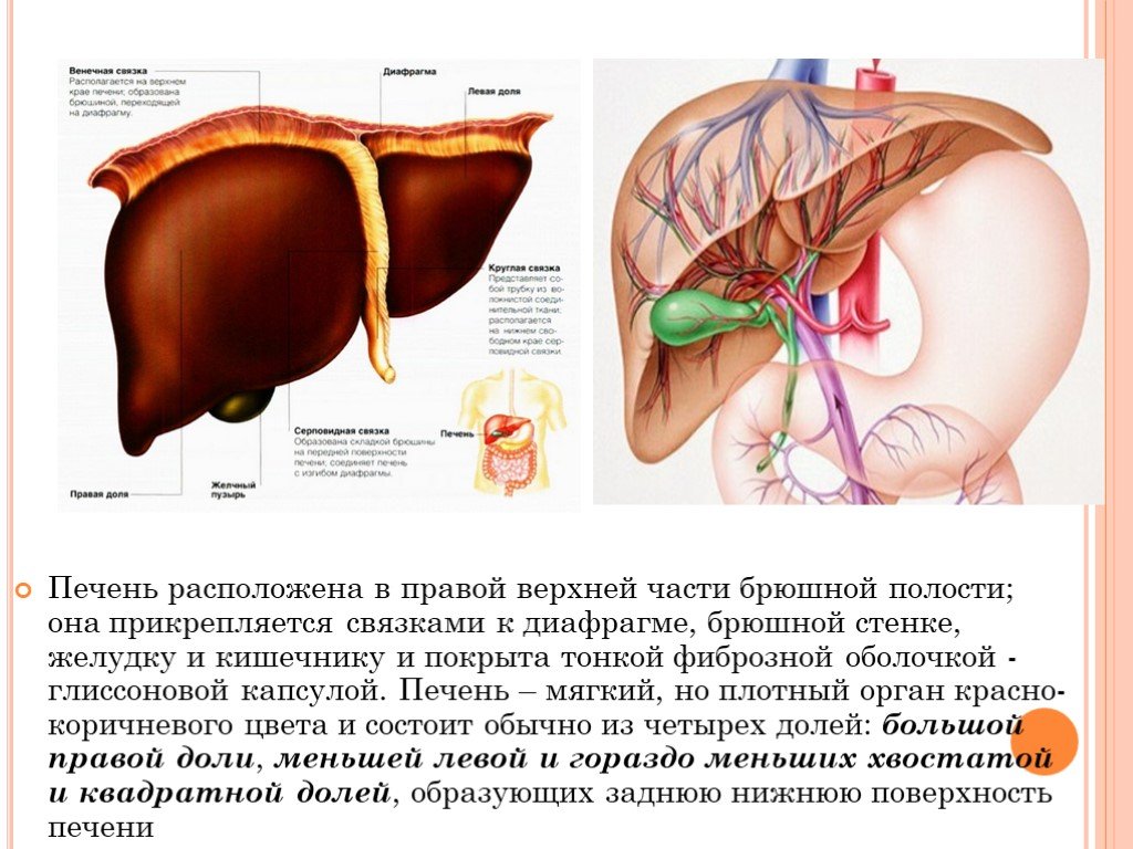 Печень части органа. Расположение печени в брюшной полости. Анатомия и физиология печени. Анатомия физиология печен. Капсула печени анатомия.