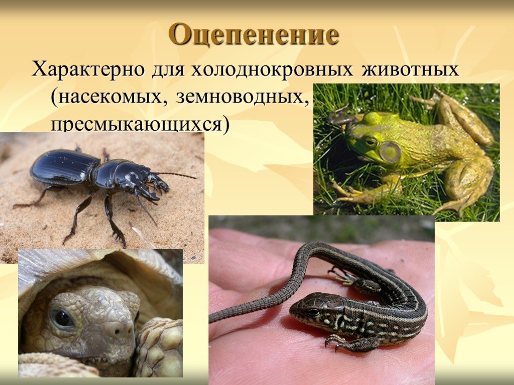 Изменения жизни животных летом 5 класс биология. Холоднокровные насекомые. Оцепенение у животных. Оцепенение у пойкилотермных животных. Оцепенение земноводных.