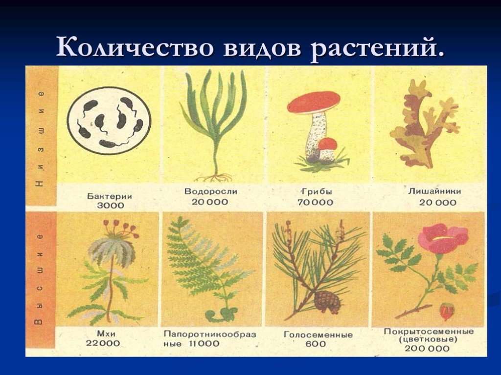 Сколько видов. Виды растений. Количество видов растений. Перечень видов растений. Растения виды растений.