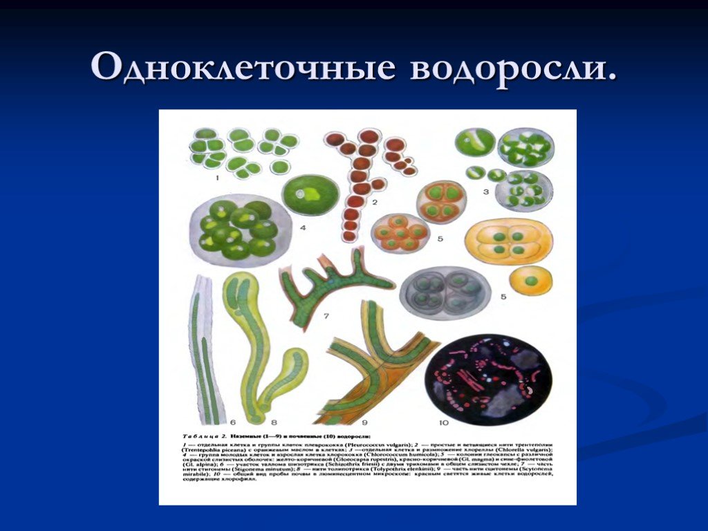 Эволюция одноклеточных водорослей. Одноклеточные водоросли. Одноклеточные зеленые водоросли. Одноклеточные зеленые водоросли примеры. Разнообразие одноклеточных водорослей.