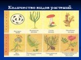 Количество видов растений.