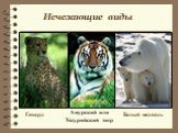 Гепард. Амурский или Уссурийский тигр. Белый медведь