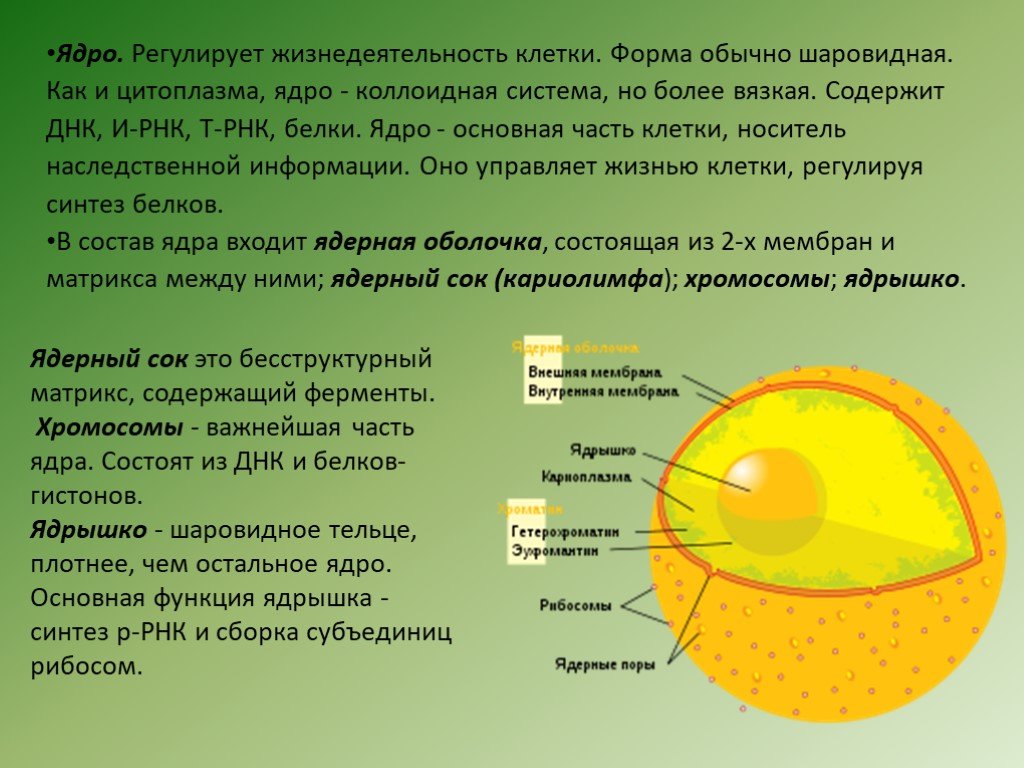 Другое название ядра. Ядро клетки это в биологии. Ядро и ядрышко клетки. Строение ядра. Строение ядра клетки.