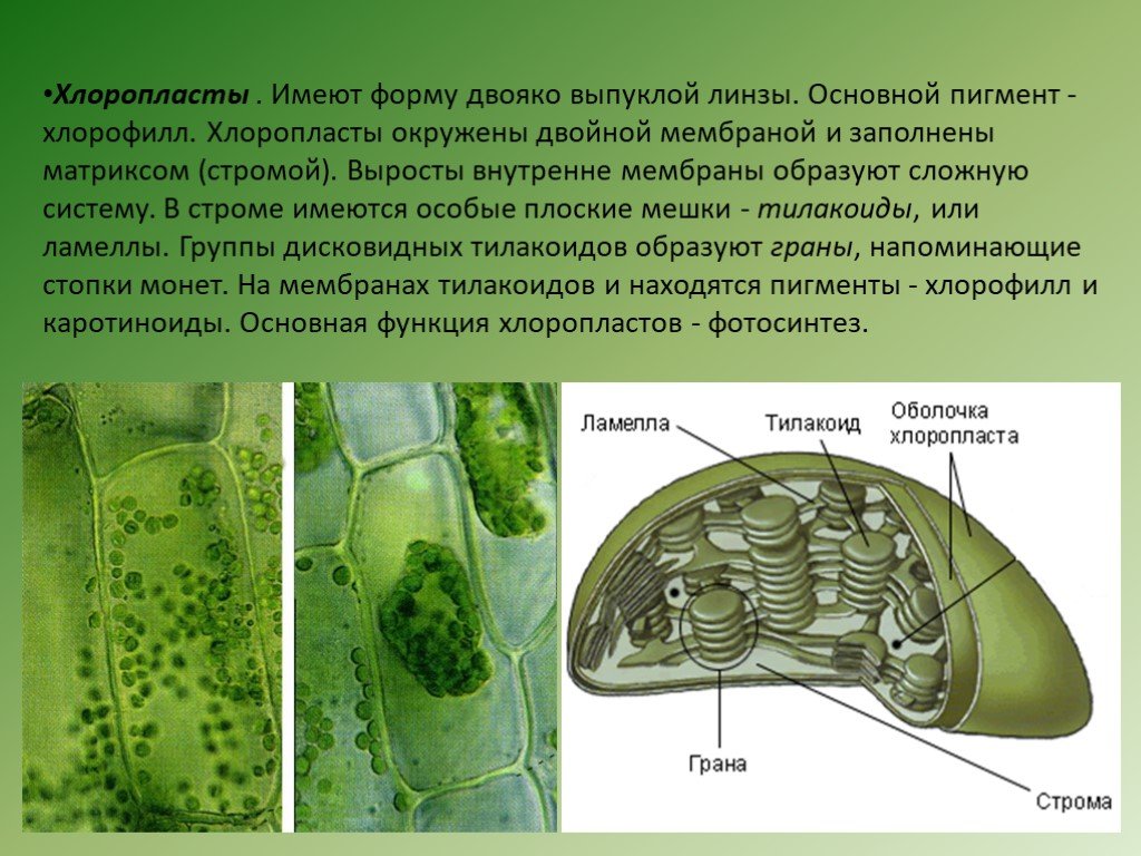 Хлоропласты в клетках листьев крупные. Матрикс биология хлоропласт. Хлорофилл пигмент хлоропластов. Строма хлоропласта. Матрикс хлоропласта.