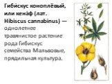 Гиби́скус коноплёвый, или кена́ф (лат. Hibiscus cannabinus) — однолетнее травянистое растение рода Гибискус семейства Мальвовые, прядильная культура.