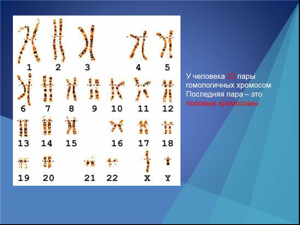 В гаметах человека 23 хромосомы. 46 Хромосом у человека. 23 Пара хромосом. Сколько у человек хоомосом. Сколько хромомс у человека.