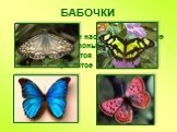 БАБОЧКИ. Самые красивые насекомые. Хрупкие и прекрасные создания, превращаются из гусеницы в крылатое существо.