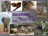 Эндемики среди парнокопытных — бегемоты, жирафы, карликовые антилопы, саблерогие антилопы. Характерны отряды ящеров (панголины), хоботных (слоны), полуобезьяны лори (галаго и потто), мартышковые. Эти виды роднят Эфиопскую область с Индо-Малайской областью, они встречаются и там.