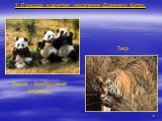 Панда – бамбуковый медведь. Тигр