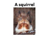 A squirrel