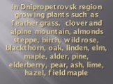 In Dnipropetrovsk region growing plants such as feather grass, clover and alpine mountain, almonds steppe, birch, wild rose, blackthorn, oak, linden, elm, maple, alder, pine, elderberry, pear, ash, lime, hazel, field maple