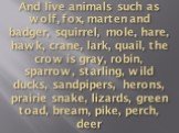 And live animals such as wolf, fox, marten and badger, squirrel, mole, hare, hawk, crane, lark, quail, the crow is gray, robin, sparrow, starling, wild ducks, sandpipers, herons, prairie snake, lizards, green toad, bream, pike, perch, deer