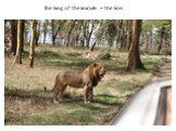 The king of the animals – the lion