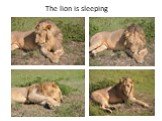 The lion is sleeping