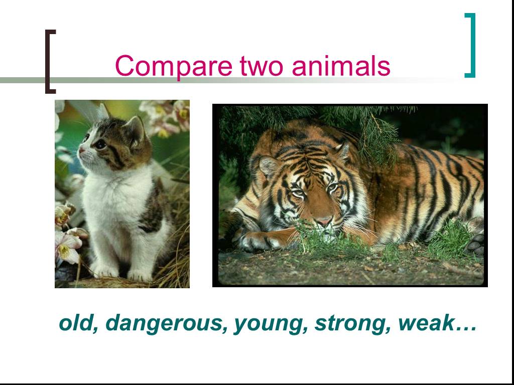 Compare animals. Животные сравнение. Сравнения животных ЕГЭ. Сравнить животных на английском. Сопоставление животных английский.