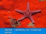 Starfish - interesting and mysterious animal.