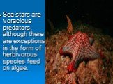 Sea stars are voracious predators, although there are exceptions in the form of herbivorous species feed on algae.