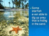Some starfish even able to dig up prey that is hiding in the sand.