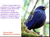 Синяя птица не мечта, а реальность. Птица с таким именем, существует. Она относится к отряду воробьиных, семейству дроздовых, живет в горах Южной и Средней Азии: в Гималаях, на Тянь-Шане. Синяя птица (Myophonus caeruleos)