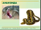 АНАКОНДА. Самая крупная змея - Анаконда. Средняя длина составляет 5-7 м, вес 250 кг