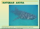 КИТОВАЯ АКУЛА. Самая крупная в мире рыба - это китовая акула, питающаяся планктоном. Самый крупный экземпляр имел 12,65 м в длину