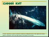 СИНИЙ КИТ. Самое крупное и самое длинное морское млекопитающее. Вес взрослой самки равен в среднем 160 тонн при длине тела более 26 метров